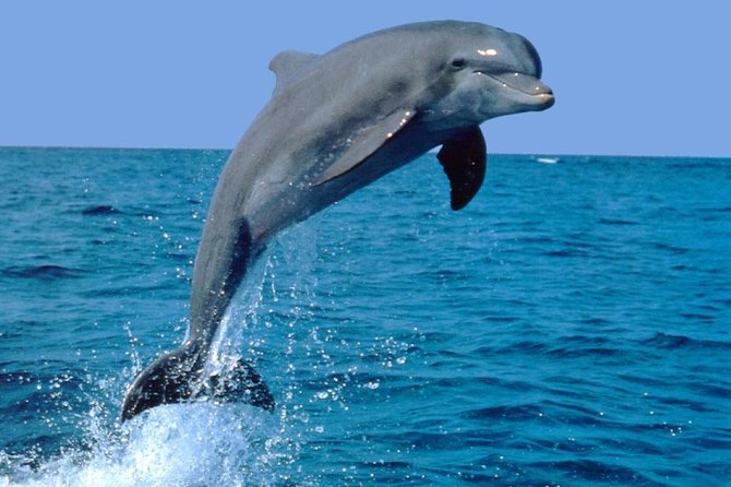 Dolphin Experience in Open Sea and South West Tour of Mauritius including Lunch - Key highlights you should care about