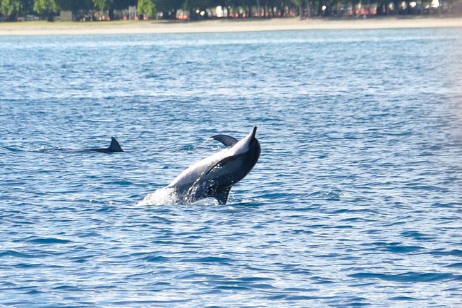 Dolphins Encounter and Whale Watching - Key things to know before you go