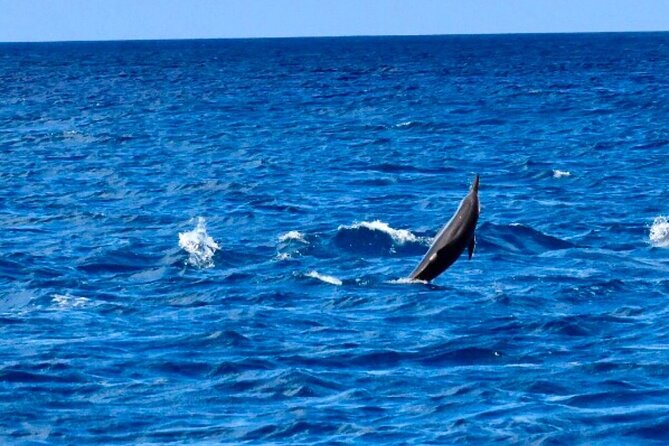 Dolphins Encounter and Whale Watching - Morning Speedboat Basics: 7:00 am from Black River