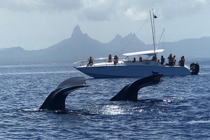 Dolphins Encounter and Whale Watching - Snorkeling the Coral Reef After Dolphins