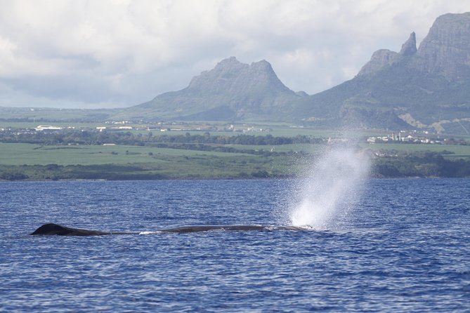 Dolphins Encounter and Whale Watching - Ethical Dolphin Time at Dolswim: Rules First, Then Water