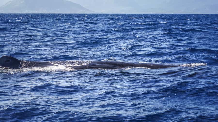 Dolphins & whale watching - Dolphins and whale watching in Mauritius: key strengths and a quick reality check