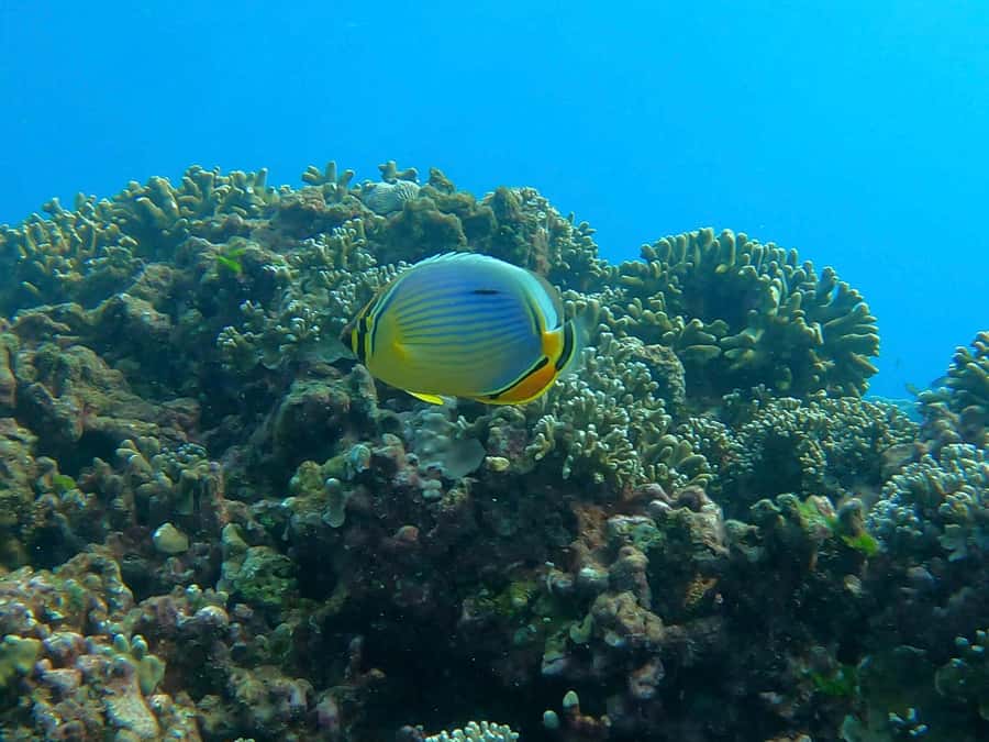 Dolphins & whale watching - What stands out most on this Friendly Dodo trip