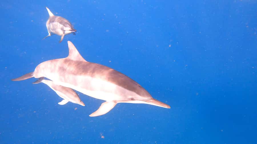 Dolphins & whale watching - What the 3-hour plan feels like on the water