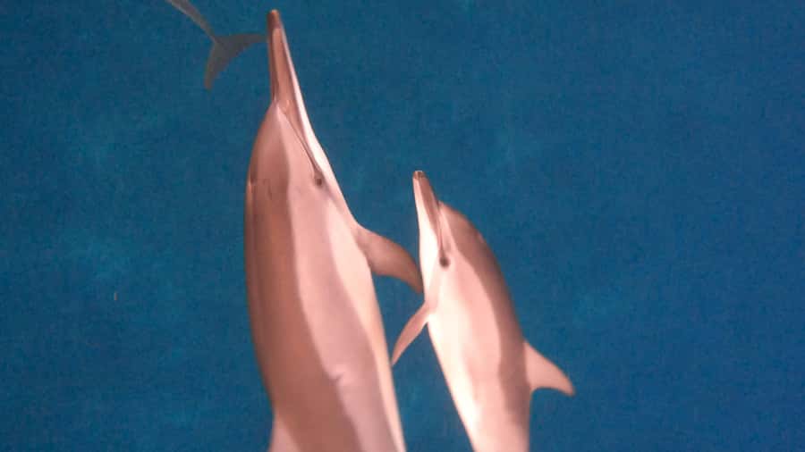 Dolphins & whale watching - Sunrise logistics at La Balise Yacht Center (Black River)
