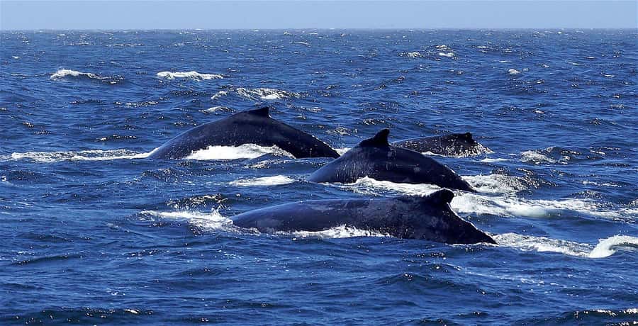 Dolphins & Whales, Private Tour Snorkeling - A 4-hour private speedboat for dolphins and whales in Mauritius