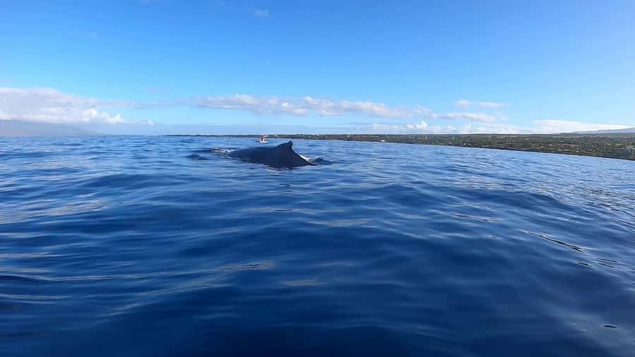 Dolphins & Whales, Private Tour Snorkeling - Dolphin snorkeling: what you are really signing up for
