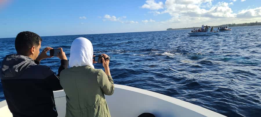 Dolphins & Whales, Private Tour Snorkeling - What you get for $635 per group, and when it is a great deal