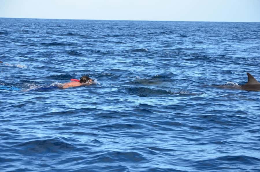 Dolphins & Whales, Private Tour Snorkeling - Who should book this private dolphin and whale snorkeling tour