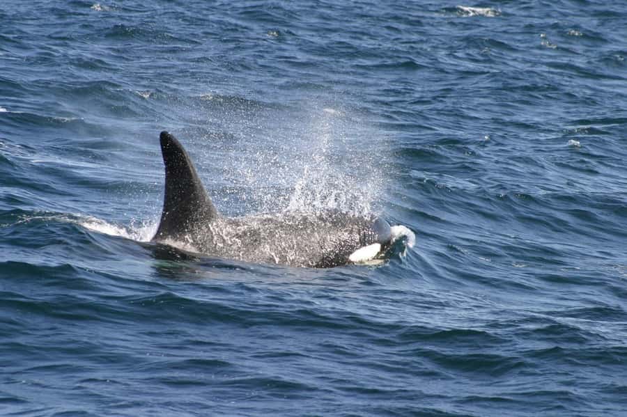 Dolphins & Whales, Private Tour Snorkeling - Crystal Rock and the natural aquarium, why these stops make sense