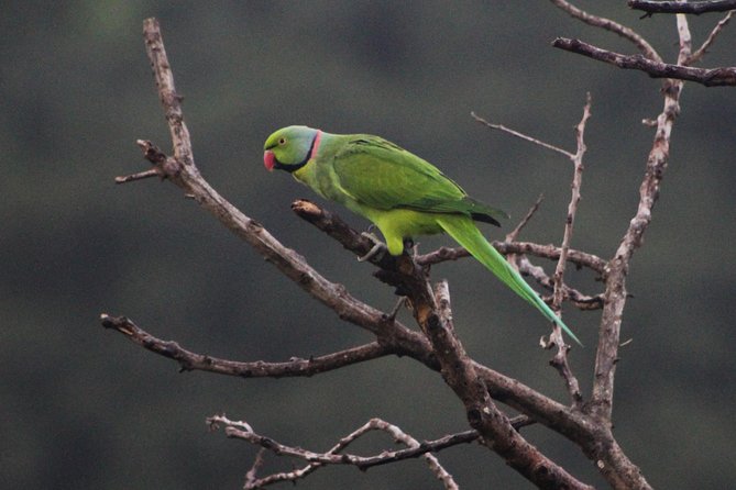 Ebony Forest Reserve Chamarel: Endemic Birdwatching Guided Tour - 9:00 AM flow: museum, release aviaries, and raised walkway time