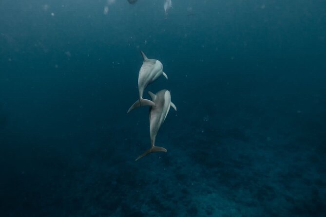 Eco-friendly Dolphin Watching Tour in Mauritius - Key things to know before you go