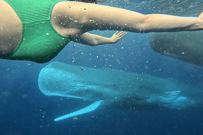 Eco-friendly Dolphin Watching Tour in Mauritius - Dolphin briefing and boat spray spotting, done the smart way