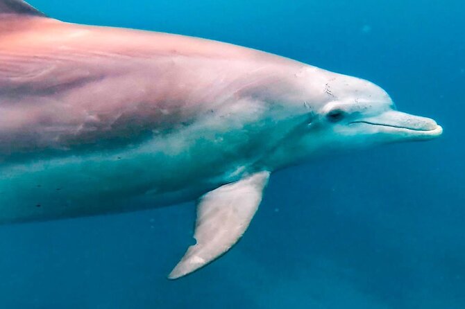 Eco-friendly Dolphin Watching Tour in Mauritius - Price and value: what $471.21 per group really buys you