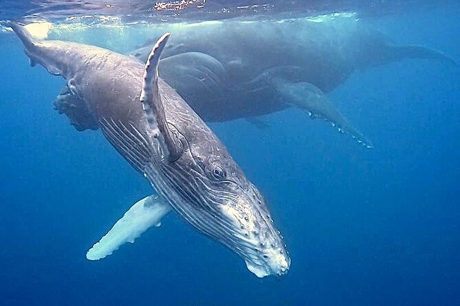 Eco-friendly Dolphin Watching Tour in Mauritius - Getting there, tickets, and the flow once you arrive