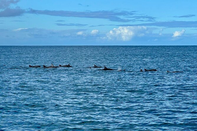 Exciting Dolphin encounters in the Maurtius's lagoon - Price and Value: Is $58.07 Actually Fair?