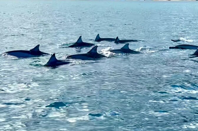 Exciting Dolphin encounters in the Maurtius's lagoon - Who Should Book This Dolphin Encounter in Mauritius
