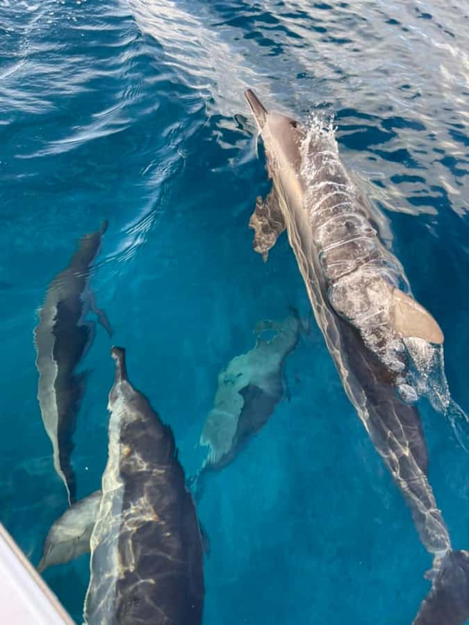 Exclusive:full-day/Dolphins watch& swimming Crystal Rock+Bbq - Eco-friendly dolphin watching, and how the experience feels