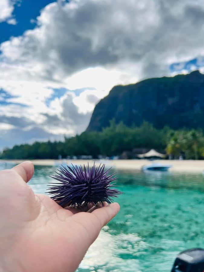 Exclusive:full-day/Dolphins watch& swimming Crystal Rock+Bbq - Swimming with a guide: what to expect when you go in