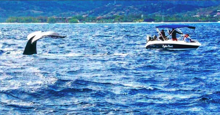 Exclusive:full-day/Dolphins watch& swimming Crystal Rock+Bbq - Bénitiers island lunch: oysters, sea urchins, lobster, and friends