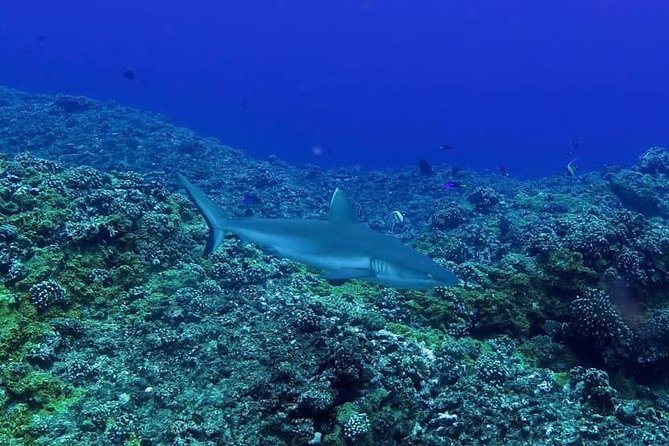 Exploration dives - Instructors, Safety, and the Human Side of the Day