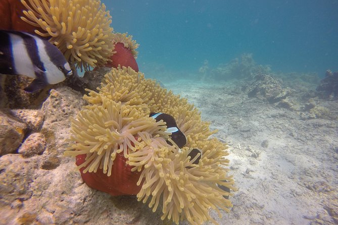 Exploration dives - Price and Value: $65 for a Short, Guided Underwater Session