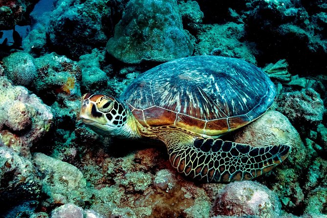 Exploration dives for experienced divers - Arriving at Veranda Tamarin: the 8am start that sets the tone