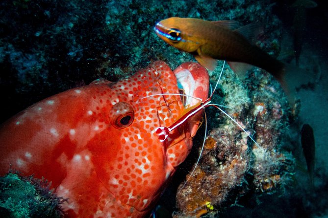Exploration dives for experienced divers - The Cathedral: the kind of site you chase in Mauritius