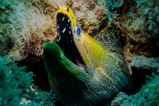 Exploration dives for experienced divers - How Olivier and Jess shape the day: safety, clarity, and good communication