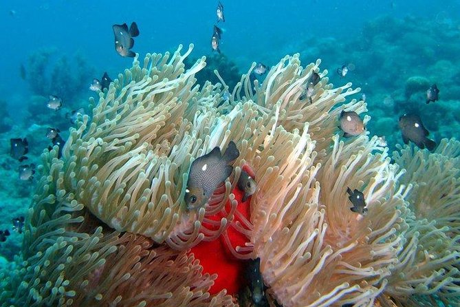 Exploration dives for experienced divers - The short boat ride from Tamarin Bay (and why it matters)