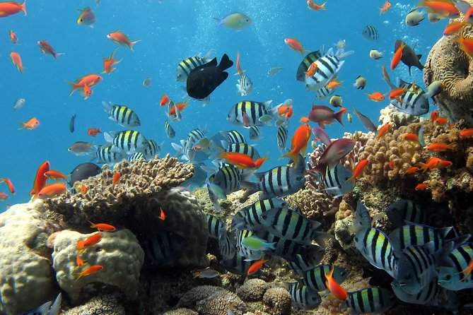 Exploring the Magnificent East of Mauritius: Full-day incl Blue Bay Marine Park - Pointe Canon Viewpoint: The Ocean, the Sugar Country, and the Islets