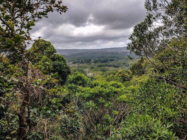 Fascinating Nature Tour Incl Ebony Forest, 7 Coloured Earth,Lunch - Key Highlights You Will Care About