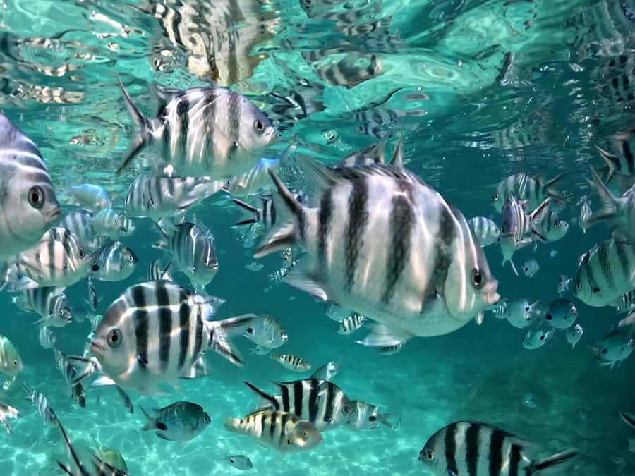 From Blue Bay: Ile aux Cerfs Speedboat Excursion with BBQ - Price and value at about $106 per person