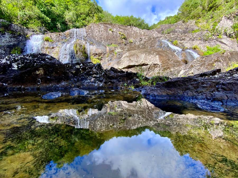 From Quatre Cocos: Tamarind Falls Hiking Day Trip - The guide experience: plants, animals, and Mauritius context that changes the walk