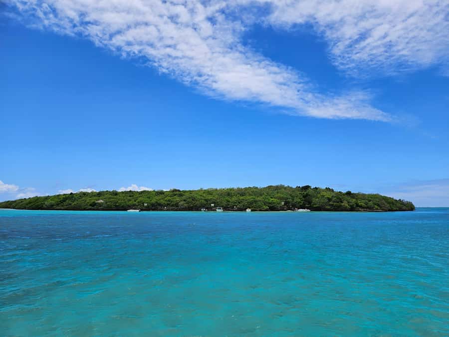 FULL-DAY CATASPEED - East Lagoon cruise including transfer. - Dolphins and the animal moments that make the day feel special