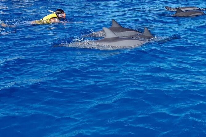 Full-Day Dolphin Watching Cruise in Mauritius - Crystal Rock Snorkeling: A Second Window Into Mauritian Marine Life