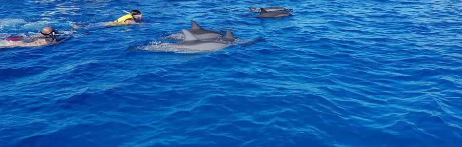 Full Day Dolphins Watching Ile aux Benitiers & Crystal Rock - Key things to know before you go