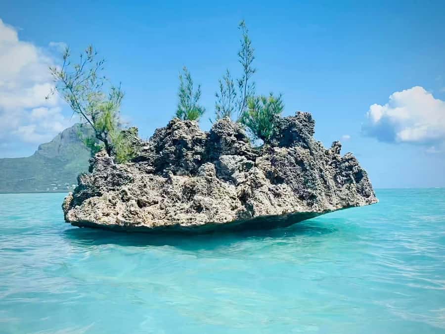 Full Day Dolphins Watching Ile aux Benitiers & Crystal Rock - A West-Coast Dolphin Day That’s Built Around Real Ocean Time