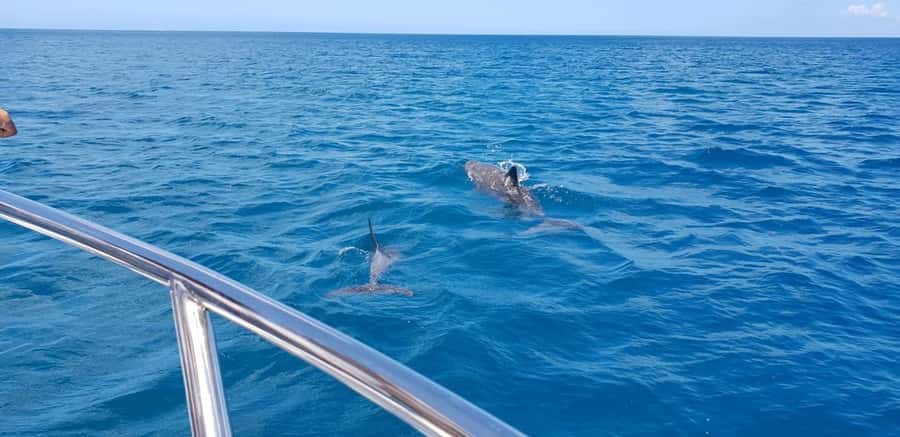 Full Day Dolphins Watching Ile aux Benitiers & Crystal Rock - Getting to La Preneuse: Early Pickup and the 8:00 Start