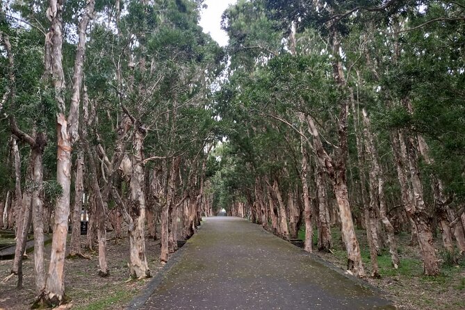 Full Day Private Tour in South of Mauritius - Stop 2: Black River Gorges National Park views, fast and focused
