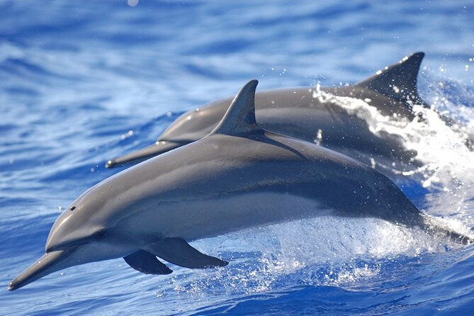 Full day Shared Speedboat Tour - South West Lagoon Dolphin Swim - The big idea: one early start, three water stops, one island lunch