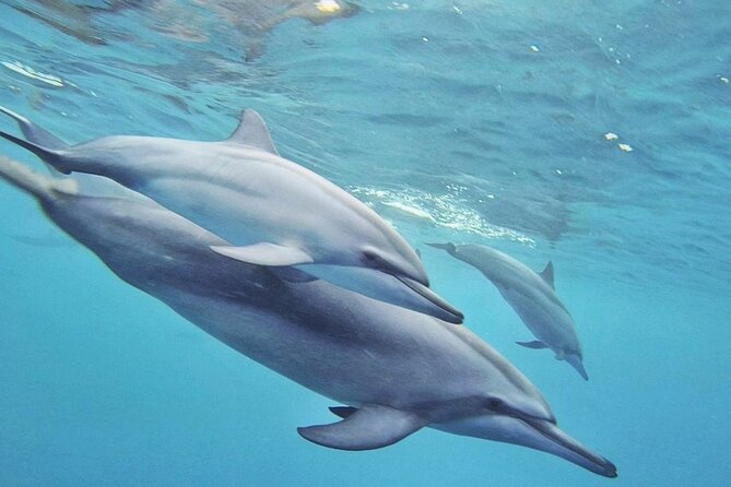 Full day Shared Speedboat Tour - South West Lagoon Dolphin Swim - What you really get for the price (and where value can vary)