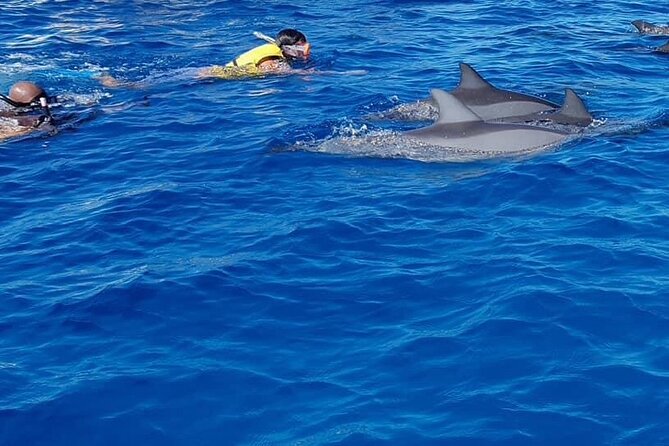 Full-Day Swimming with Dolphins and Casela Nature Park Tour in Mauritius - Swimming with dolphins: what you’ll actually do in the water
