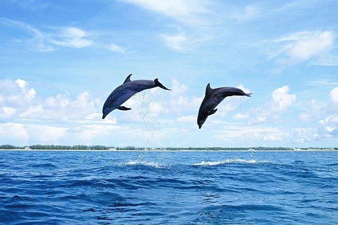 Full-Day Swimming with Dolphins and Casela Nature Park Tour in Mauritius - What to bring and wear for a day like this