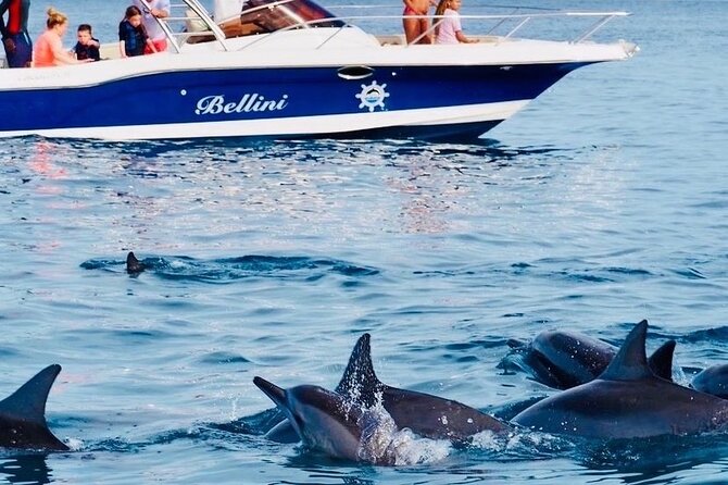 Fully Day Tour: Dolphin Encounters, Crystal Rock at Benitiers Island - From Chamarel to the boats: timing, transfers, and what 7 hours means