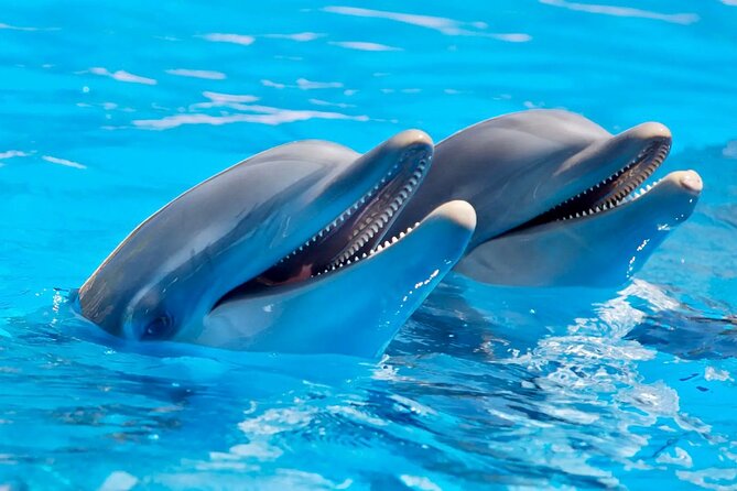 Fully Day Tour: Dolphin Encounters, Crystal Rock at Benitiers Island - Dolphin encounters: what you are really signing up for