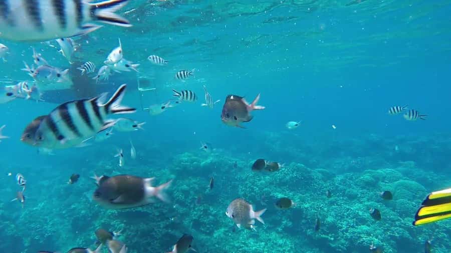 Grand Baie: Catamaran 3 Islands Cruise & Lunch on the Island - Snorkeling reality check: you’ll see fish, but currents and footing matter