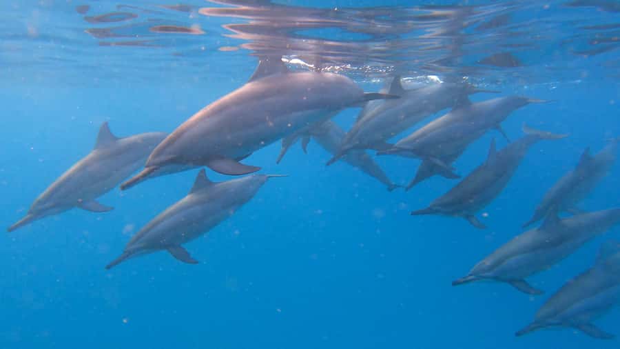 Grande Riviere Noire: Boat Tour and Swimming with Dolphins - Key highlights you should care about