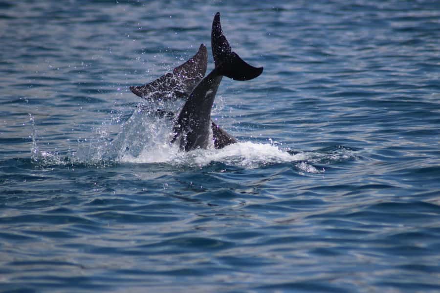 Grande Riviere Noire: Boat Tour and Swimming with Dolphins - Why Grande Riviere Noire makes sense for a dolphin swim in Mauritius