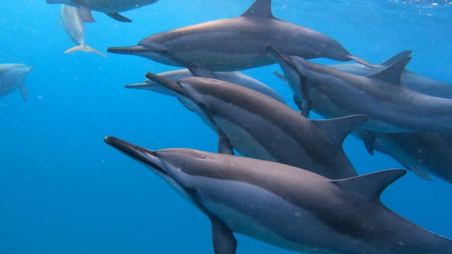 Grande Riviere Noire: Boat Tour and Swimming with Dolphins - Dolphins in the wild, what you can expect and what you cannot
